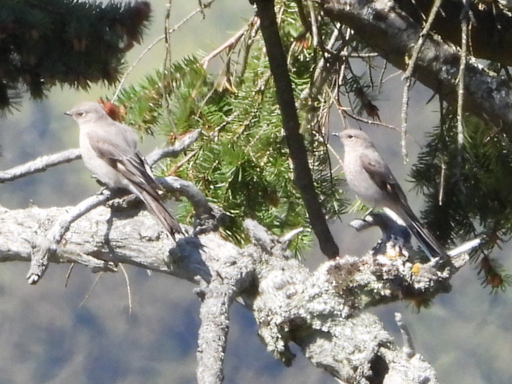 Townsend's Solitaire - ML617698347