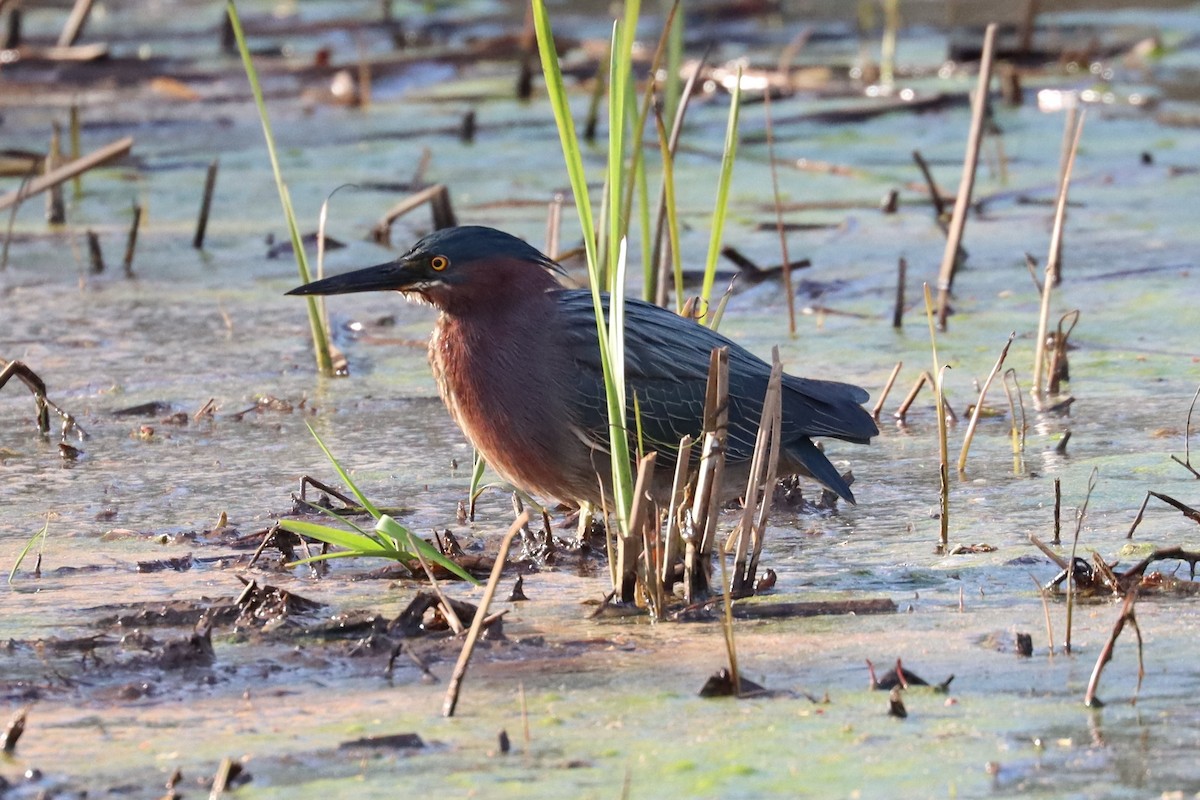 Green Heron - Subodh Ghonge