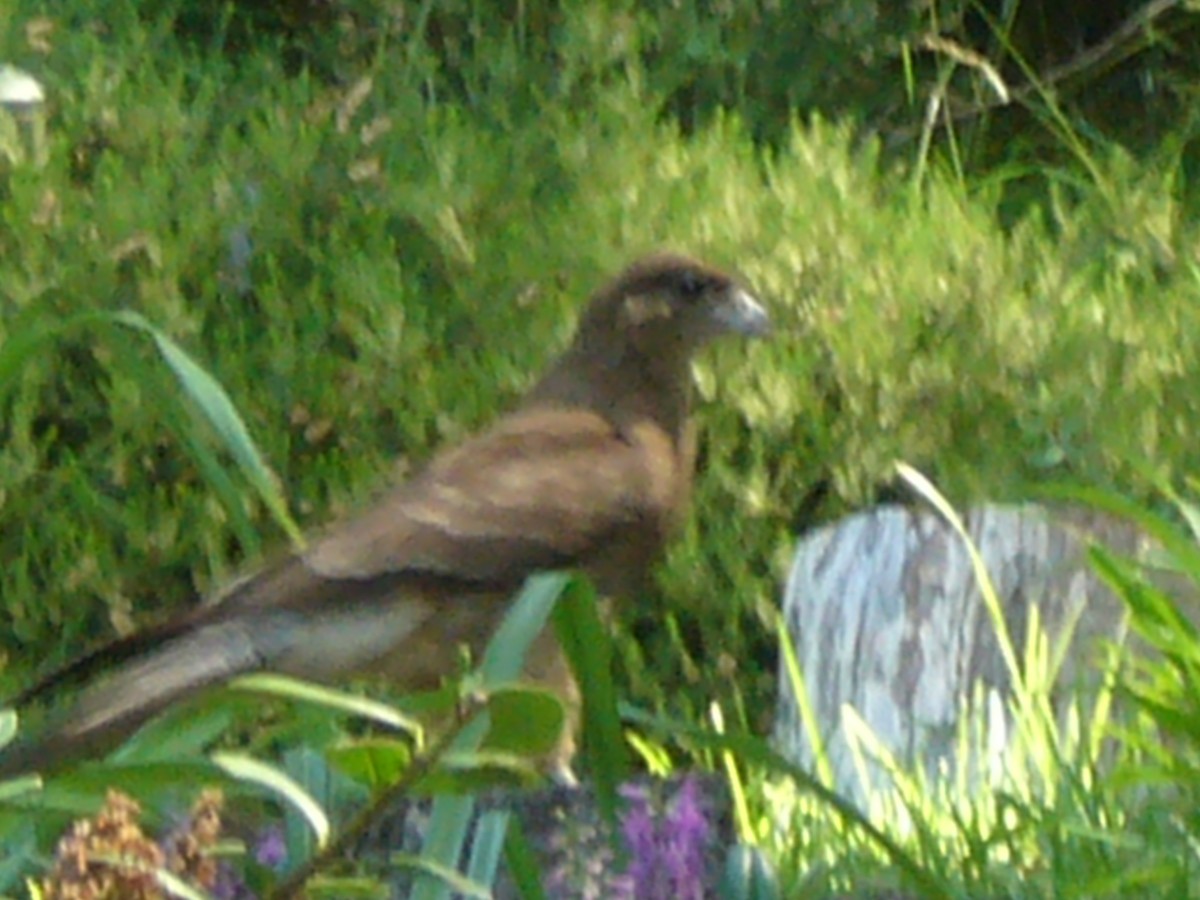 Chimango Caracara - Numa Nazar