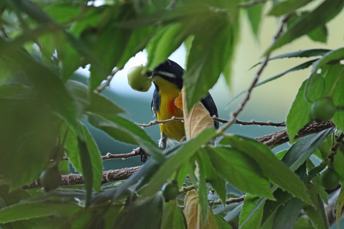 Palawan Flowerpecker - ML617698387