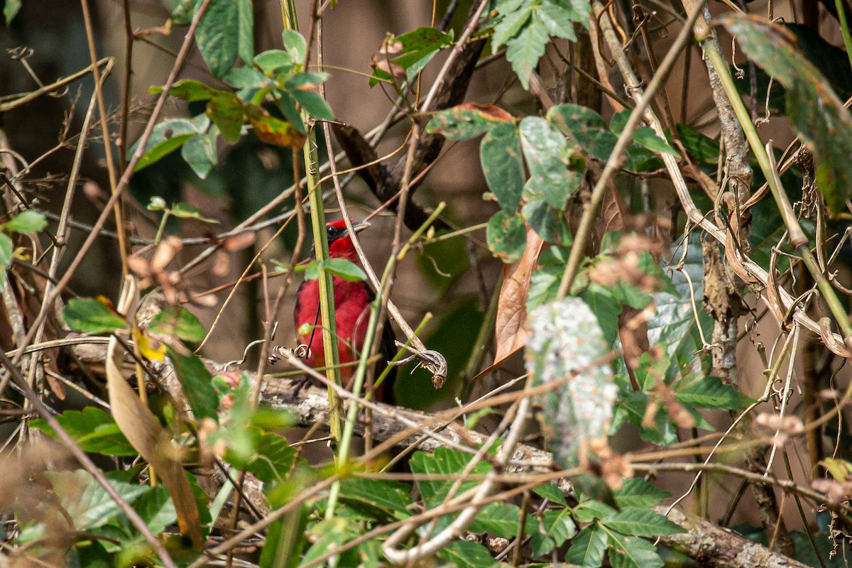 Rosy Thrush-Tanager - Francisco Russo