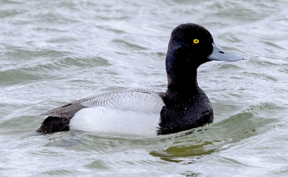 Lesser Scaup - Robert Bochenek