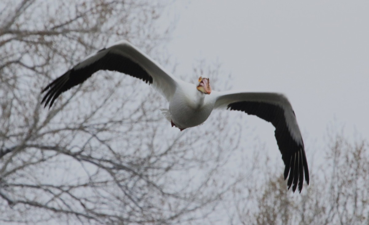 American White Pelican - David Leatherman
