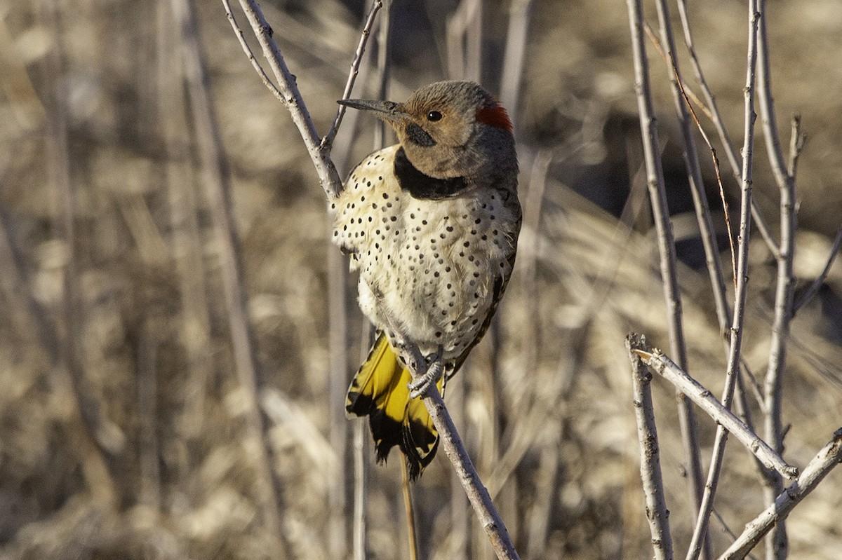 Pic flamboyant (auratus/luteus) - ML617698466