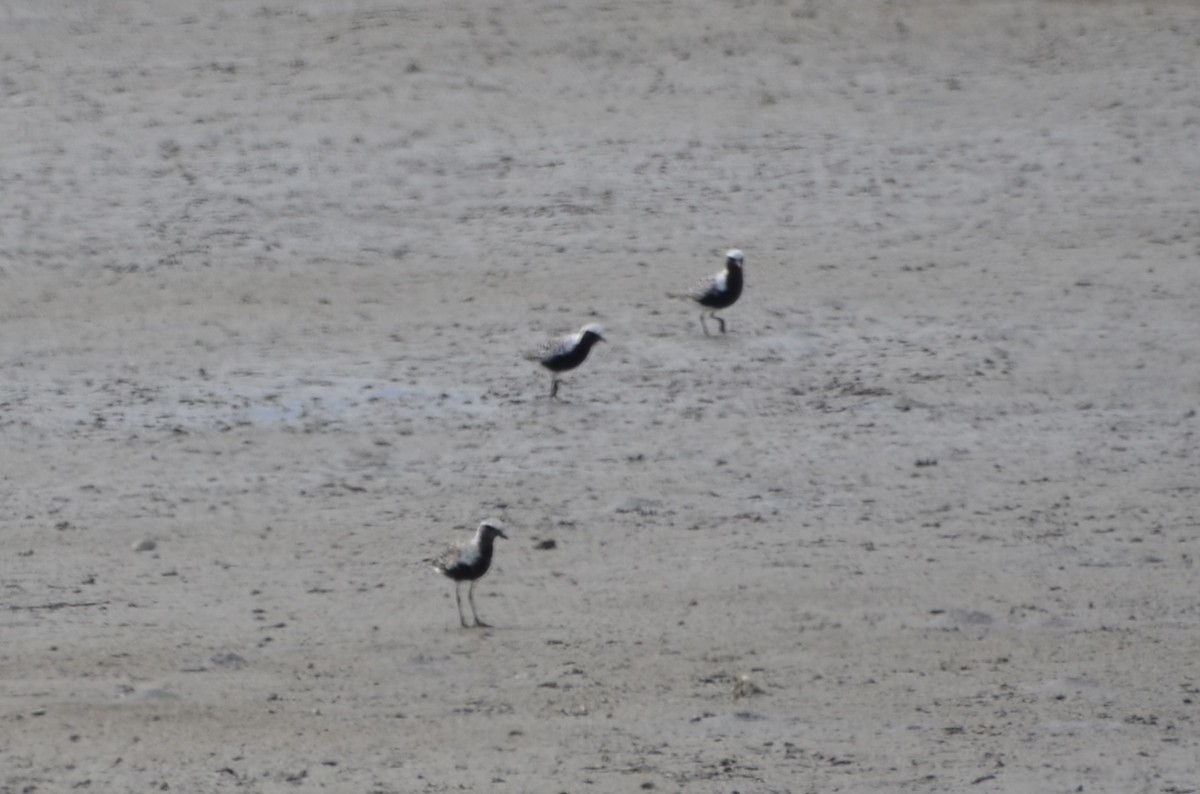 Black-bellied Plover - Vanessa Hum