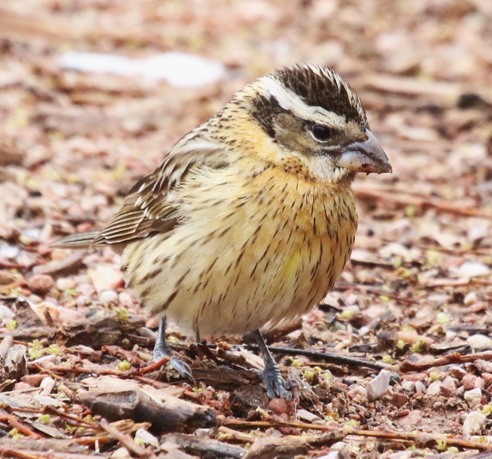 Black-headed Grosbeak - David Leatherman