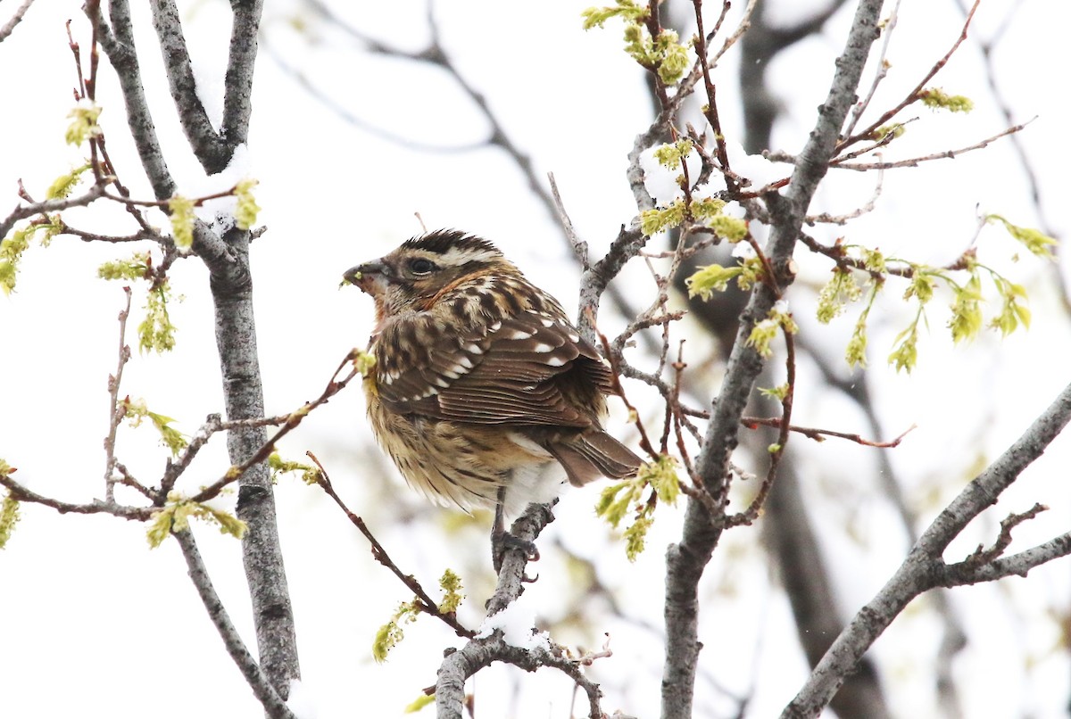 Black-headed Grosbeak - David Leatherman