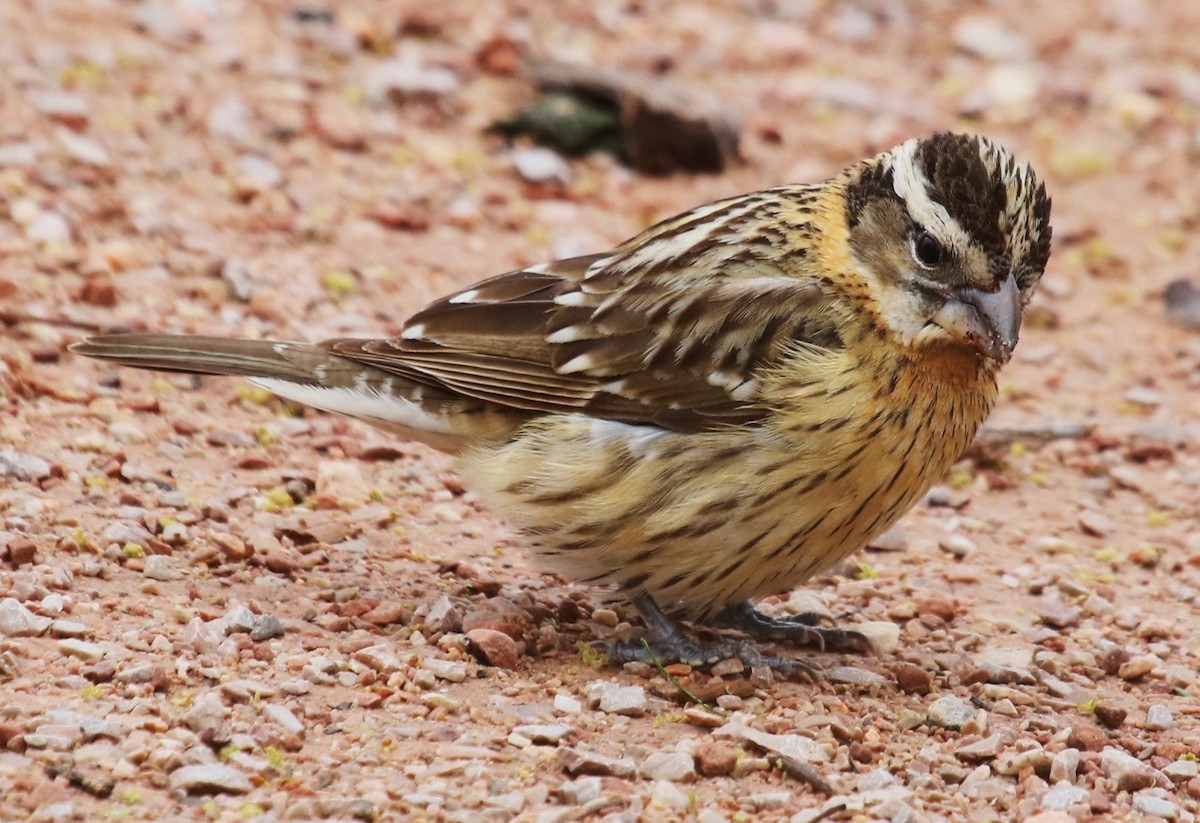 Black-headed Grosbeak - David Leatherman