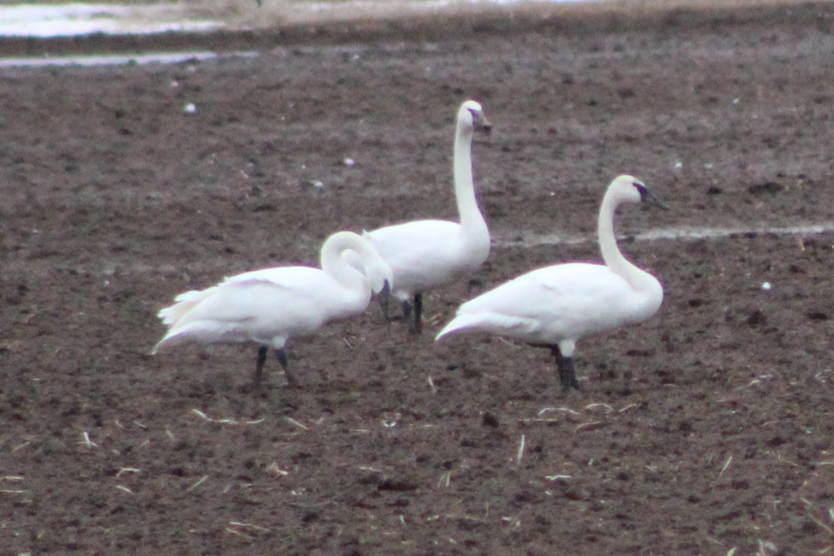 Trumpeter Swan - ML617698508