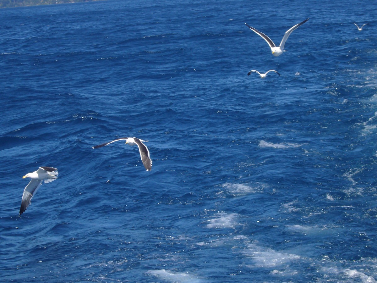 Gaviota Cocinera - ML617698536