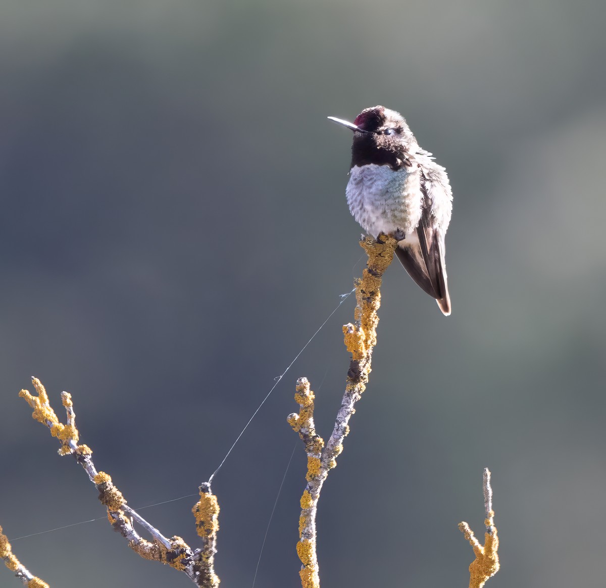 Anna's Hummingbird - william driskell