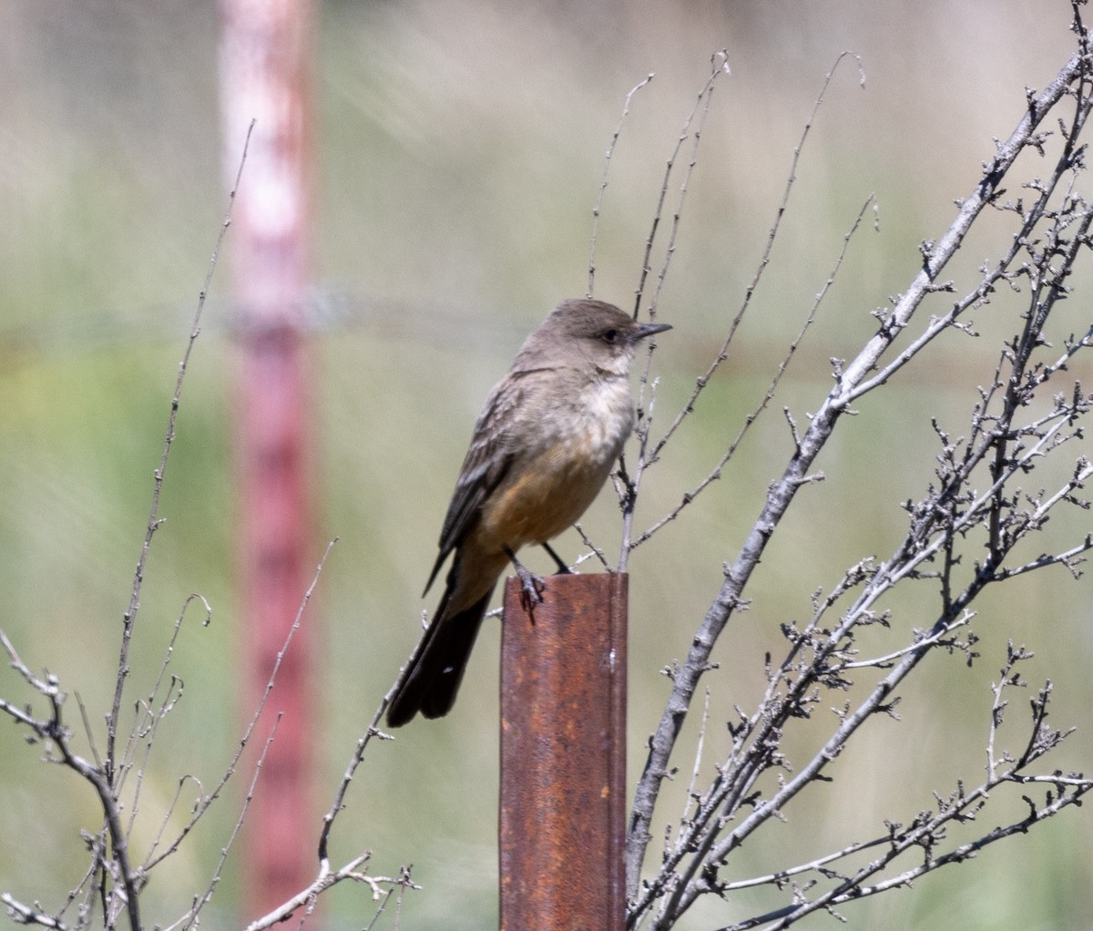 Say's Phoebe - ML617698583