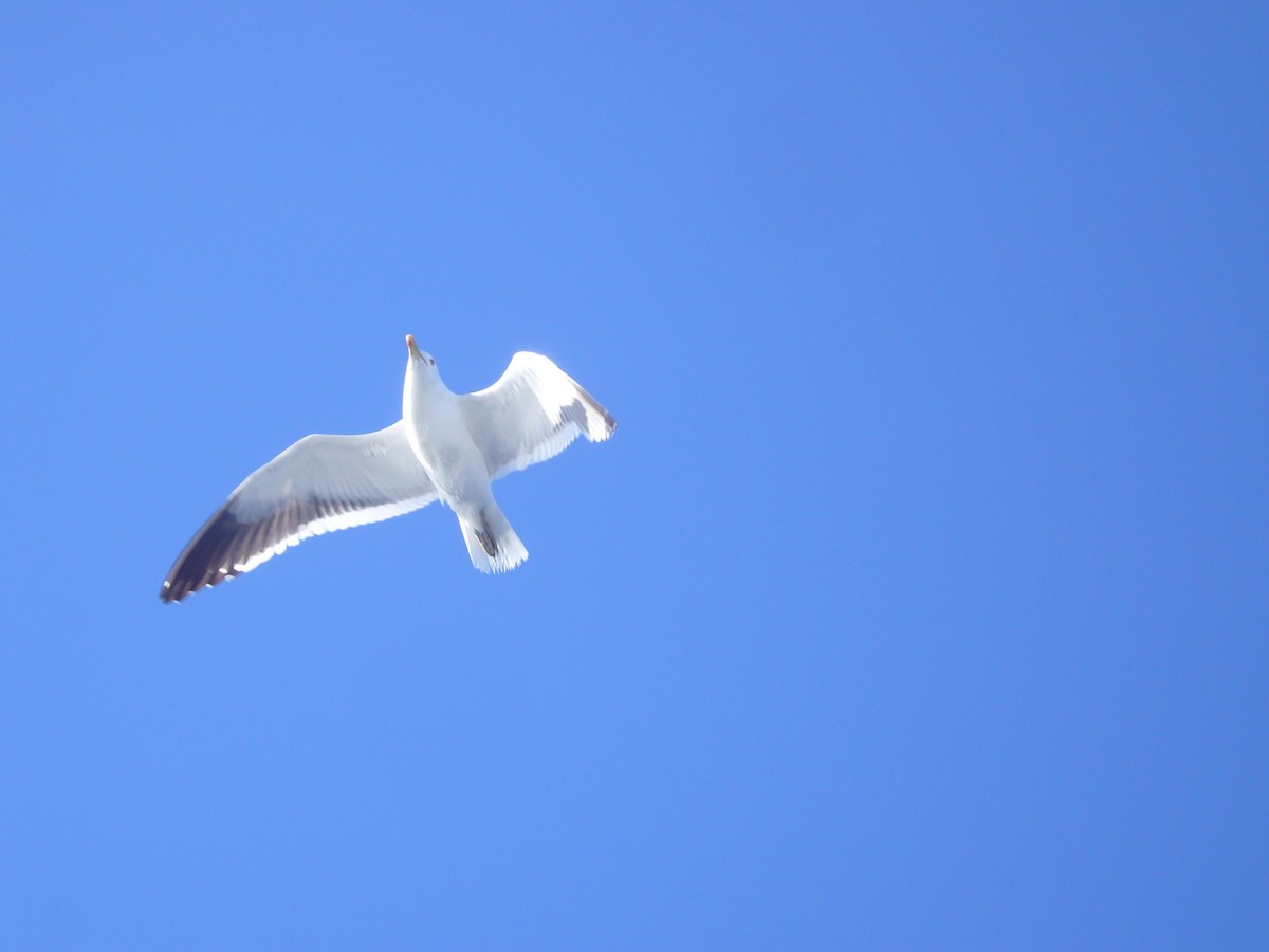 Kelp Gull - ML617698586