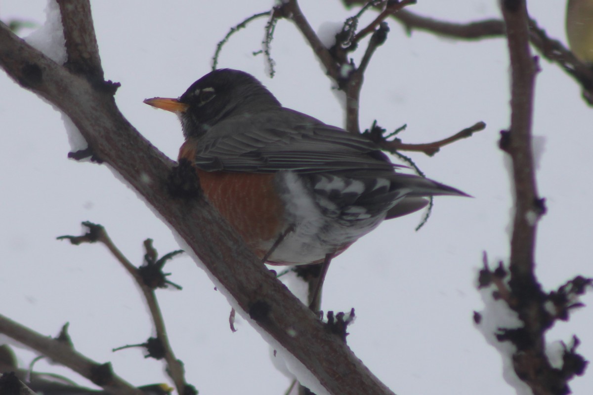 American Robin - ML617698612