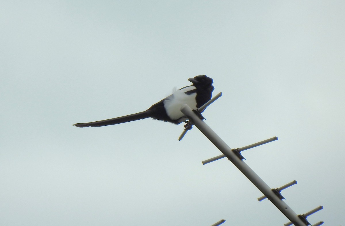 Black-billed Magpie - ML617698651