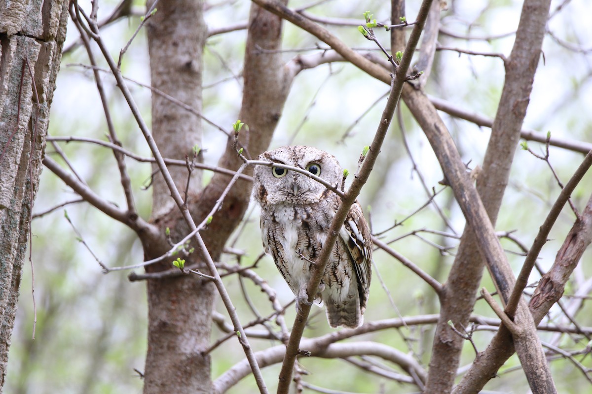 Eastern Screech-Owl - ML617698664