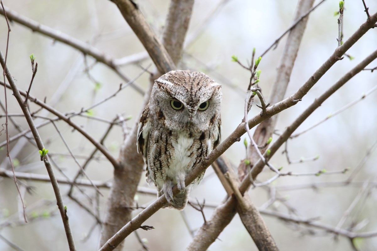 Eastern Screech-Owl - Phil Mills