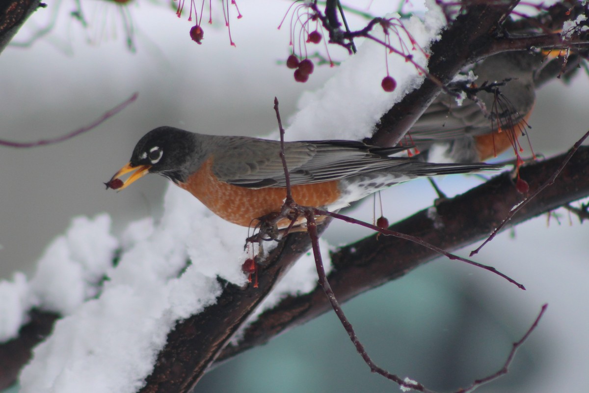 American Robin - ML617698674