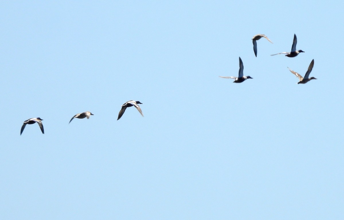 Northern Shoveler - Sharon Wilcox