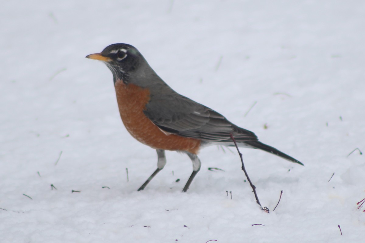 American Robin - ML617698719