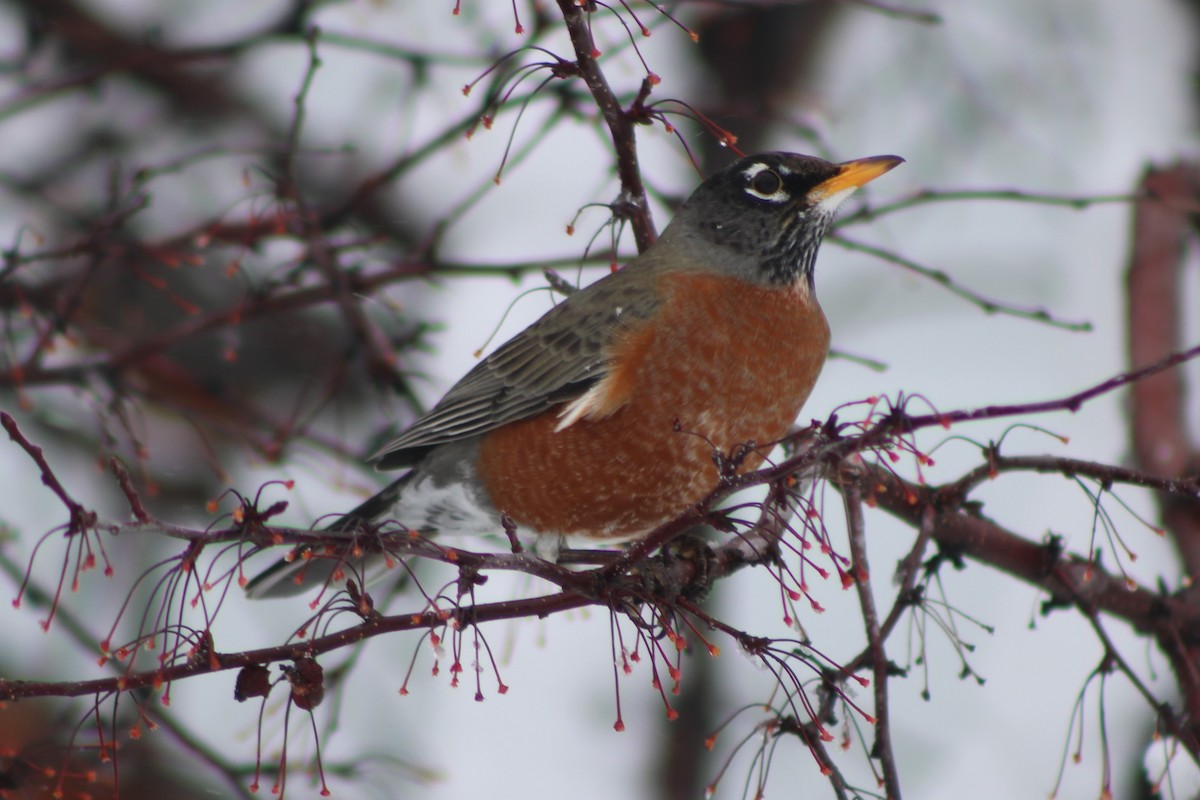 American Robin - ML617698721