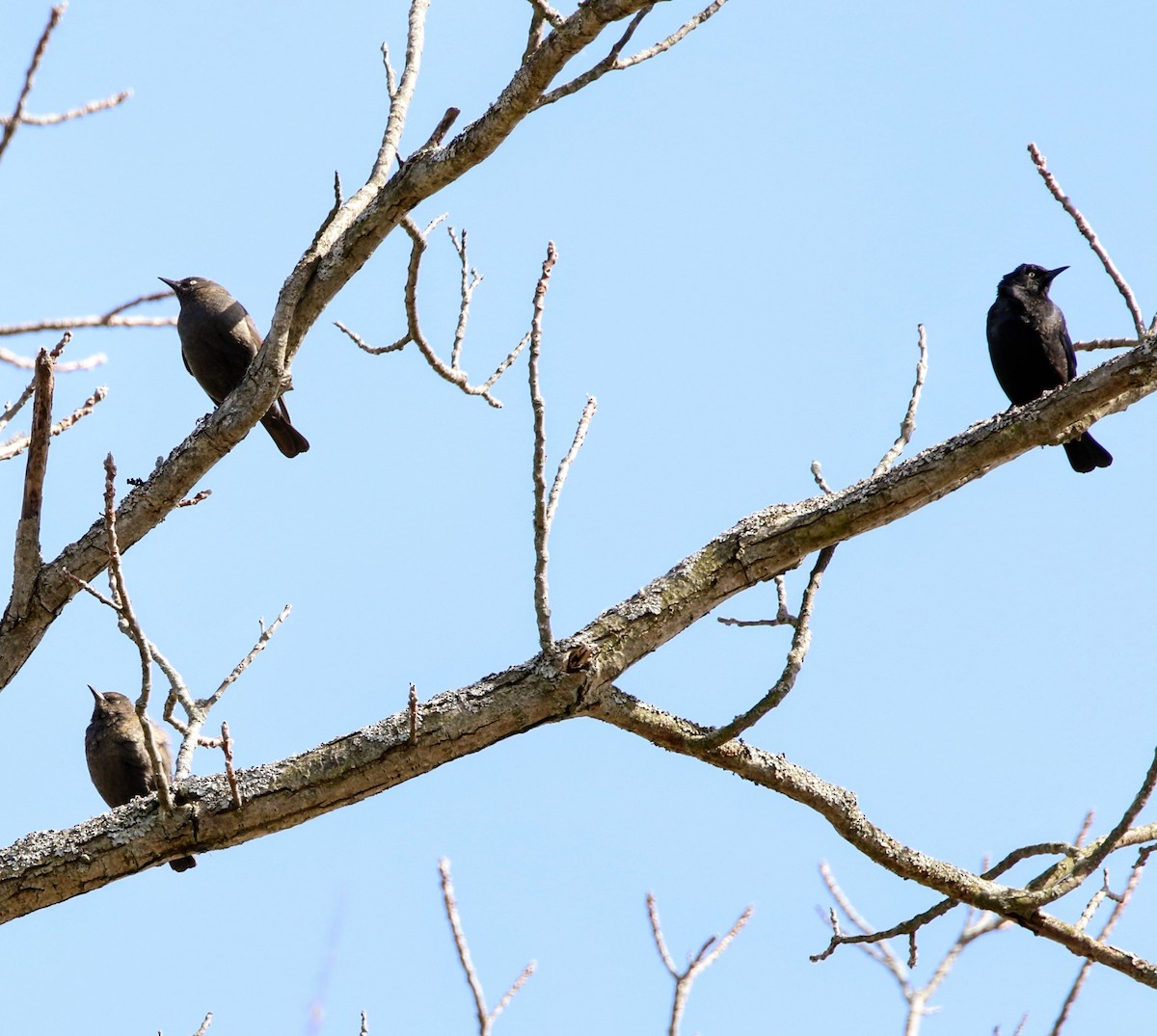 Rusty Blackbird - ML617698769