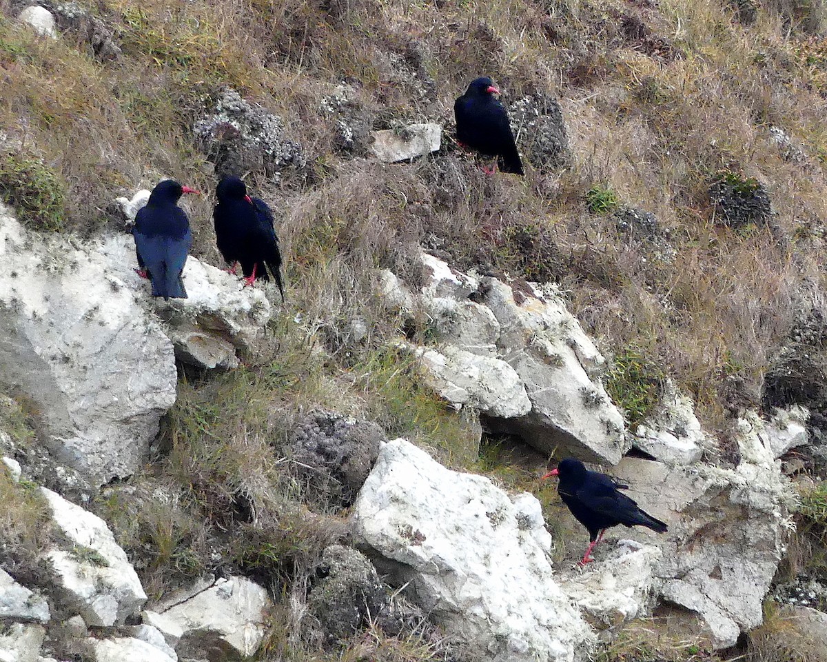 Red-billed Chough - ML617698780