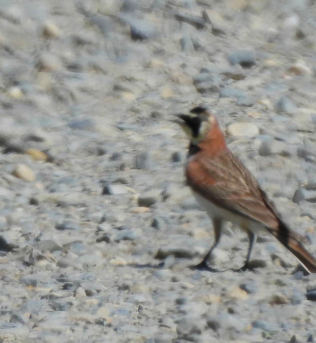 Horned Lark - Sharon Wilcox