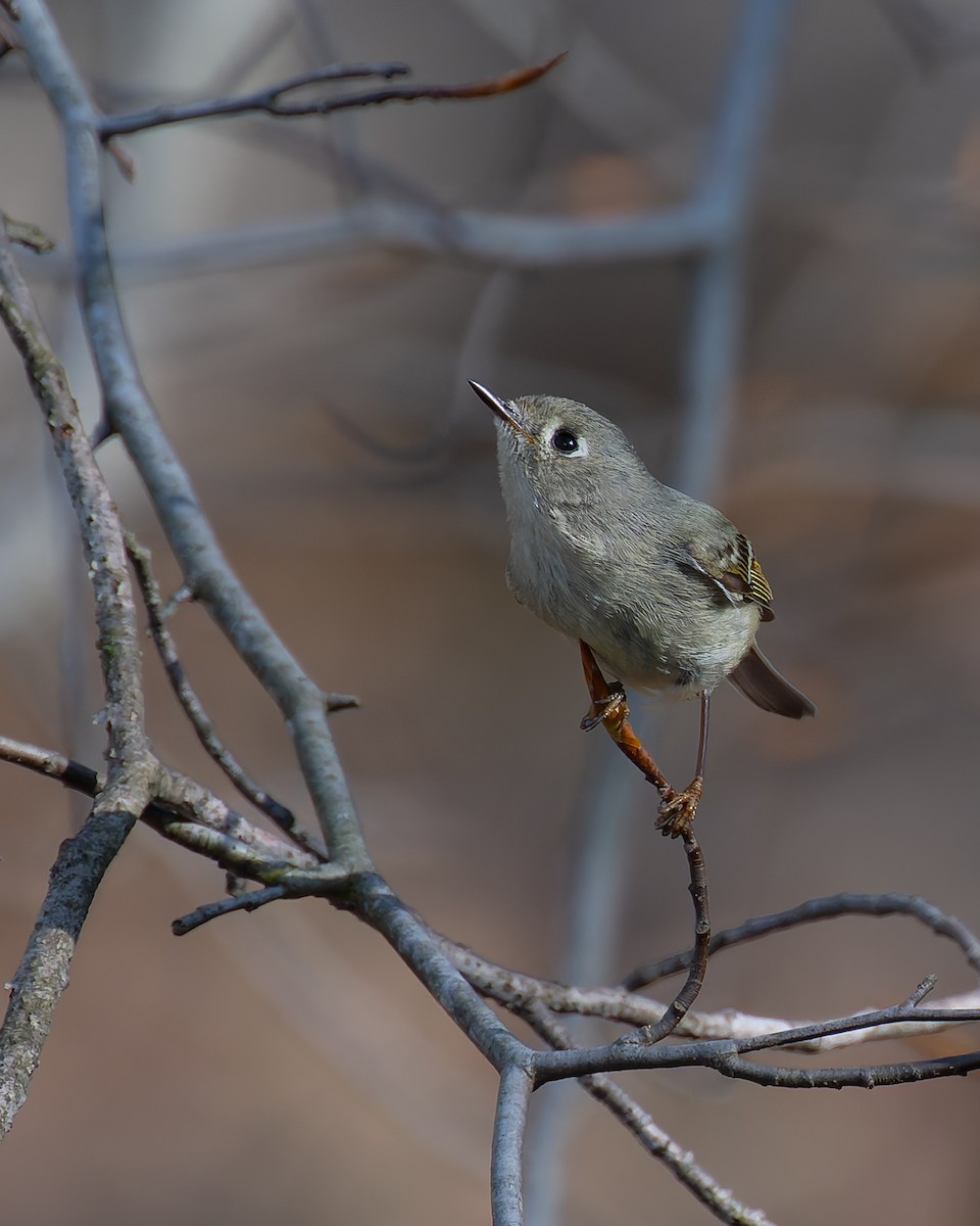 Ruby-crowned Kinglet - Peter Rosario