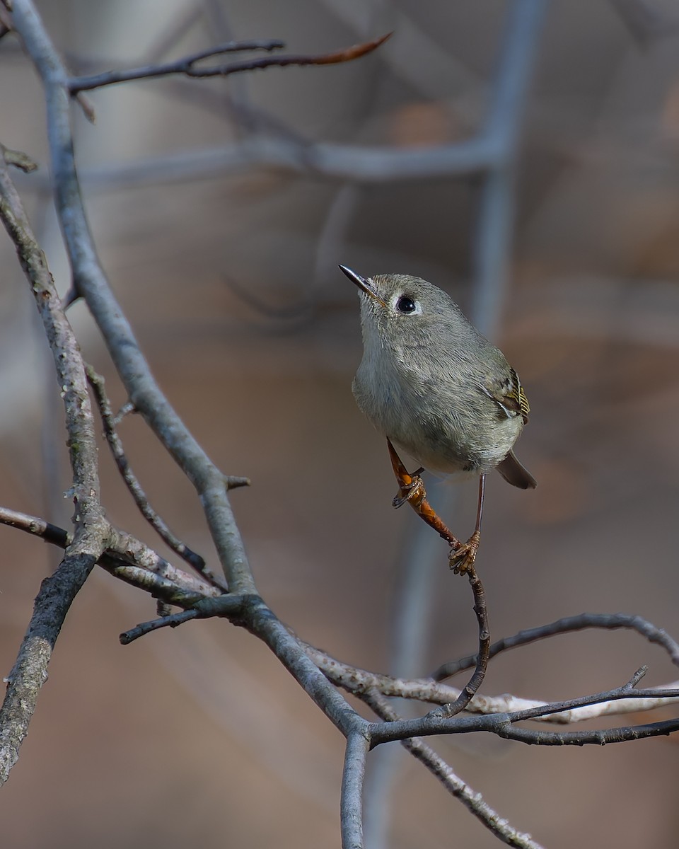 Ruby-crowned Kinglet - Peter Rosario