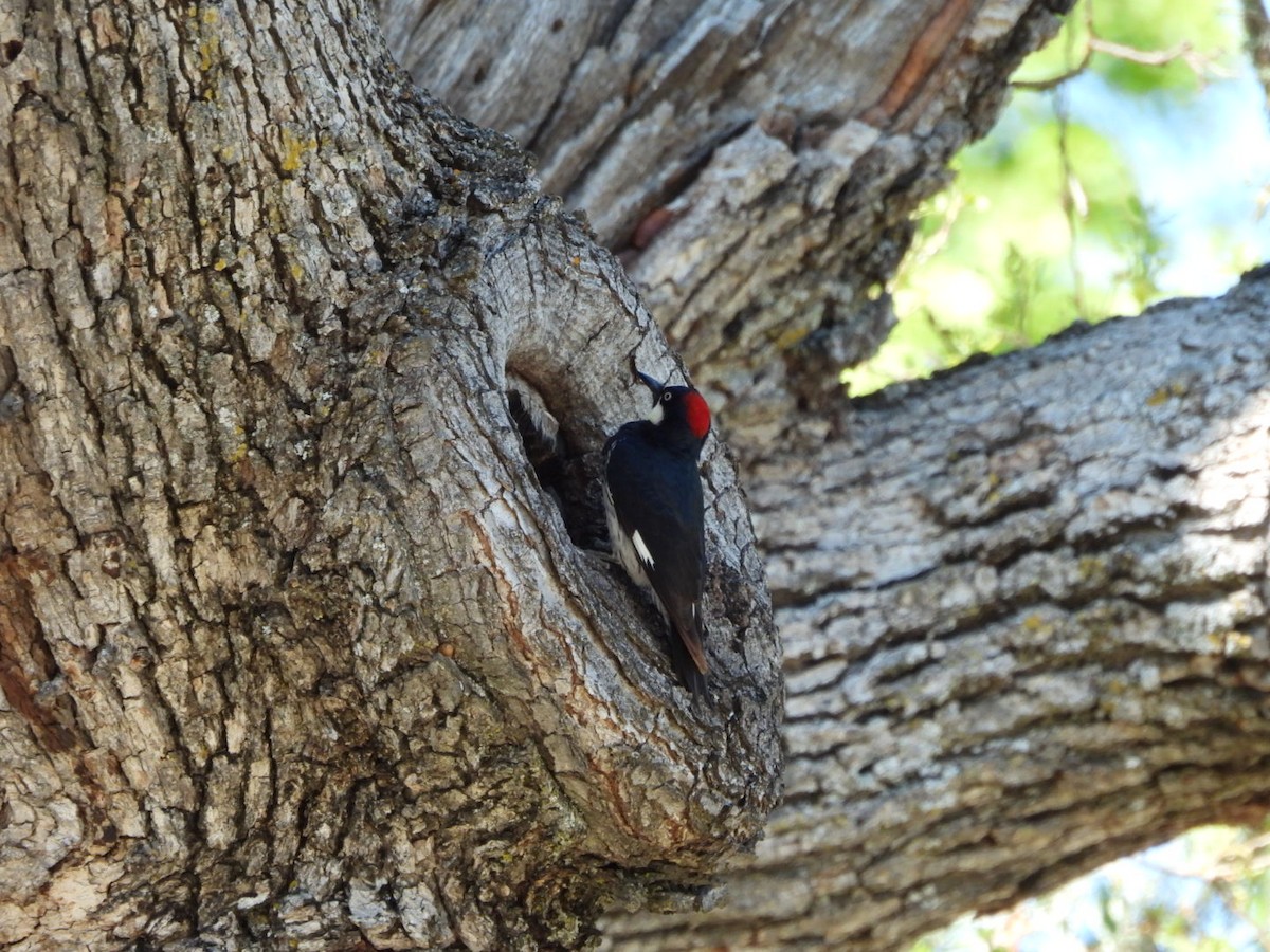 Acorn Woodpecker - ML617698855