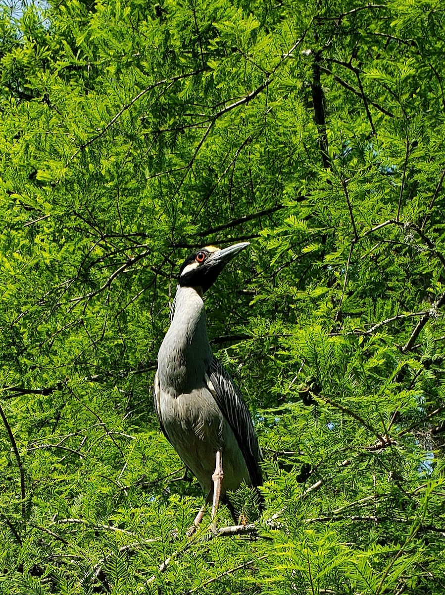 Yellow-crowned Night Heron - G. Dwight Mueller