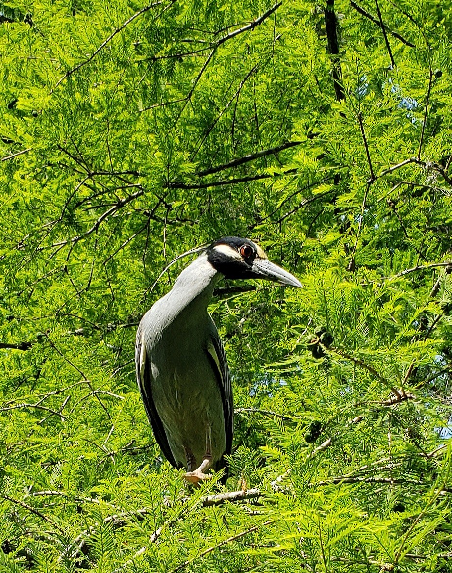 Yellow-crowned Night Heron - G. Dwight Mueller