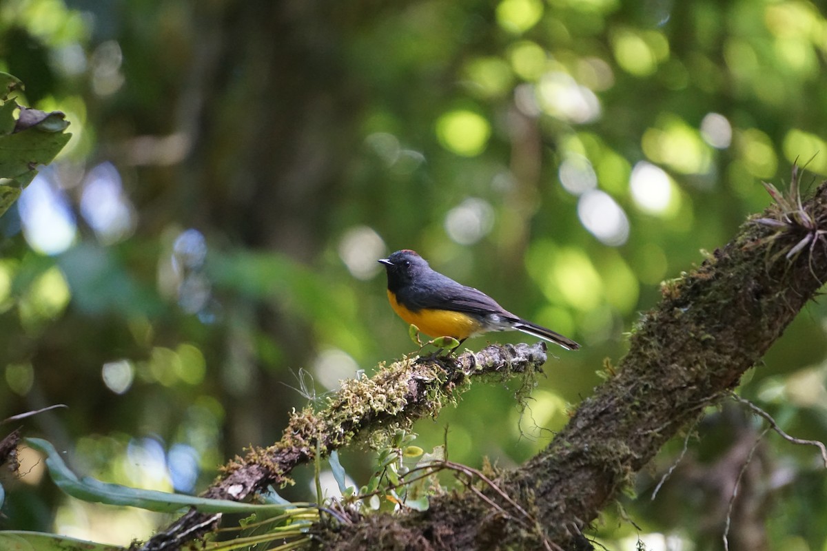 Slate-throated Redstart - ML617698881