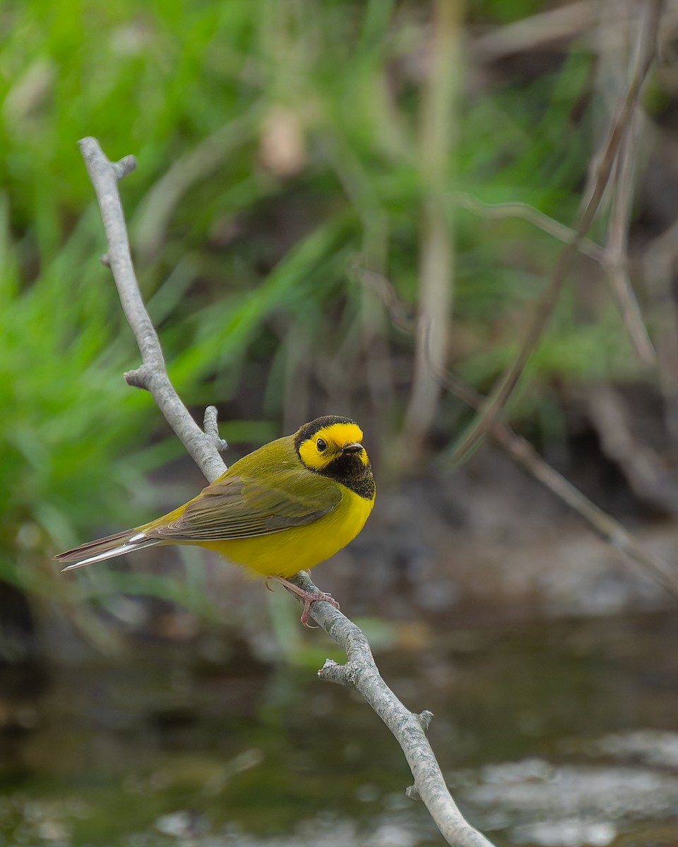 Hooded Warbler - ML617698885