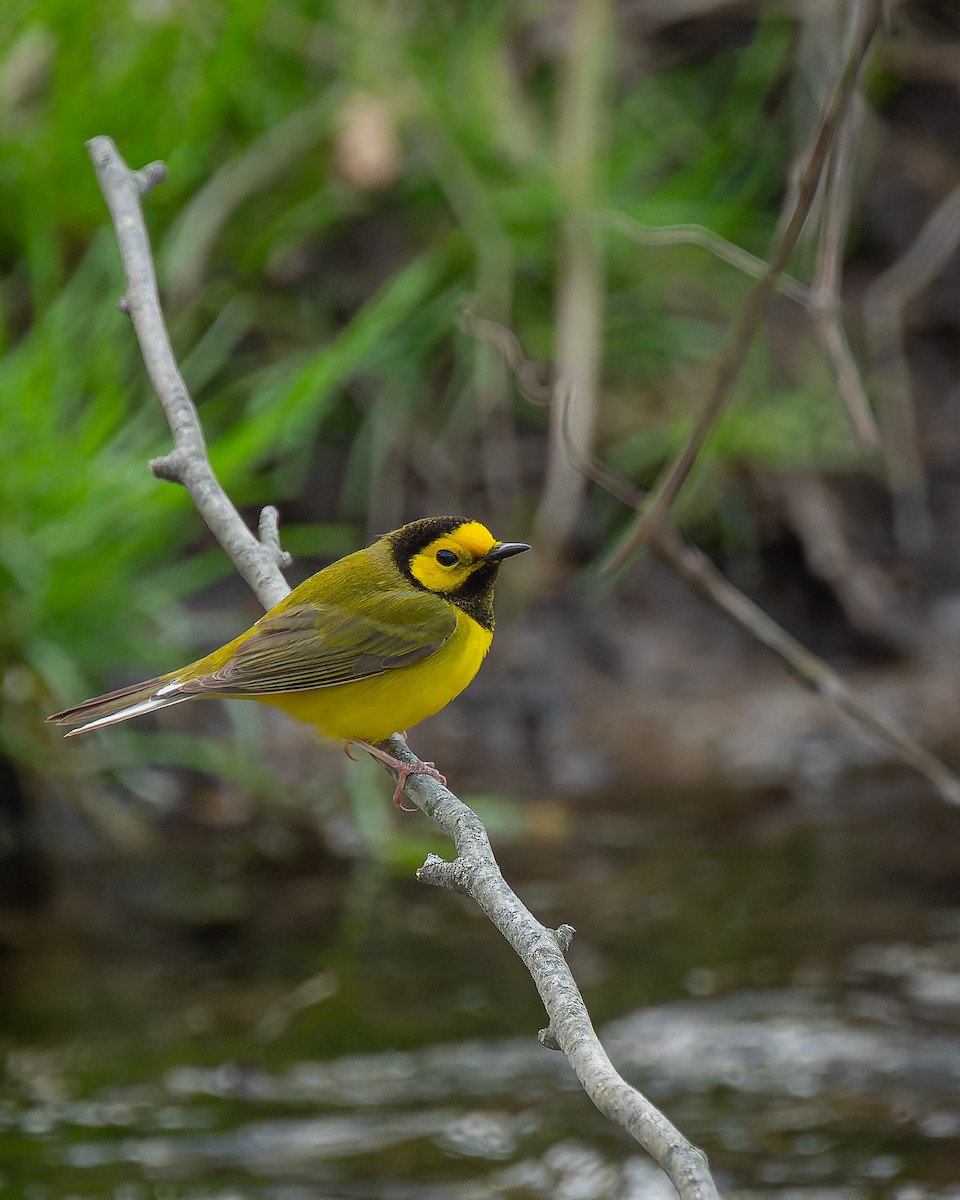 Hooded Warbler - ML617698886