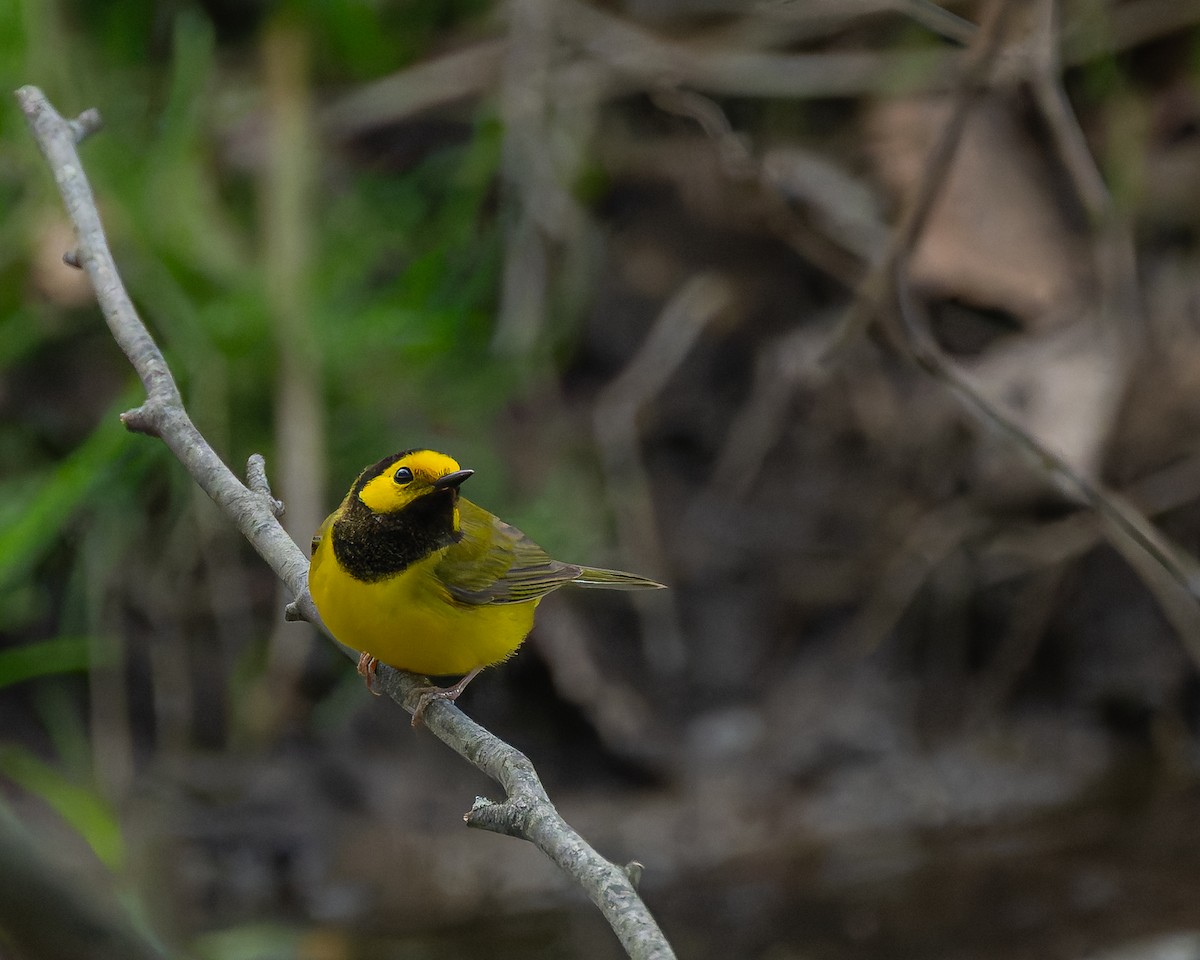 Hooded Warbler - ML617698887