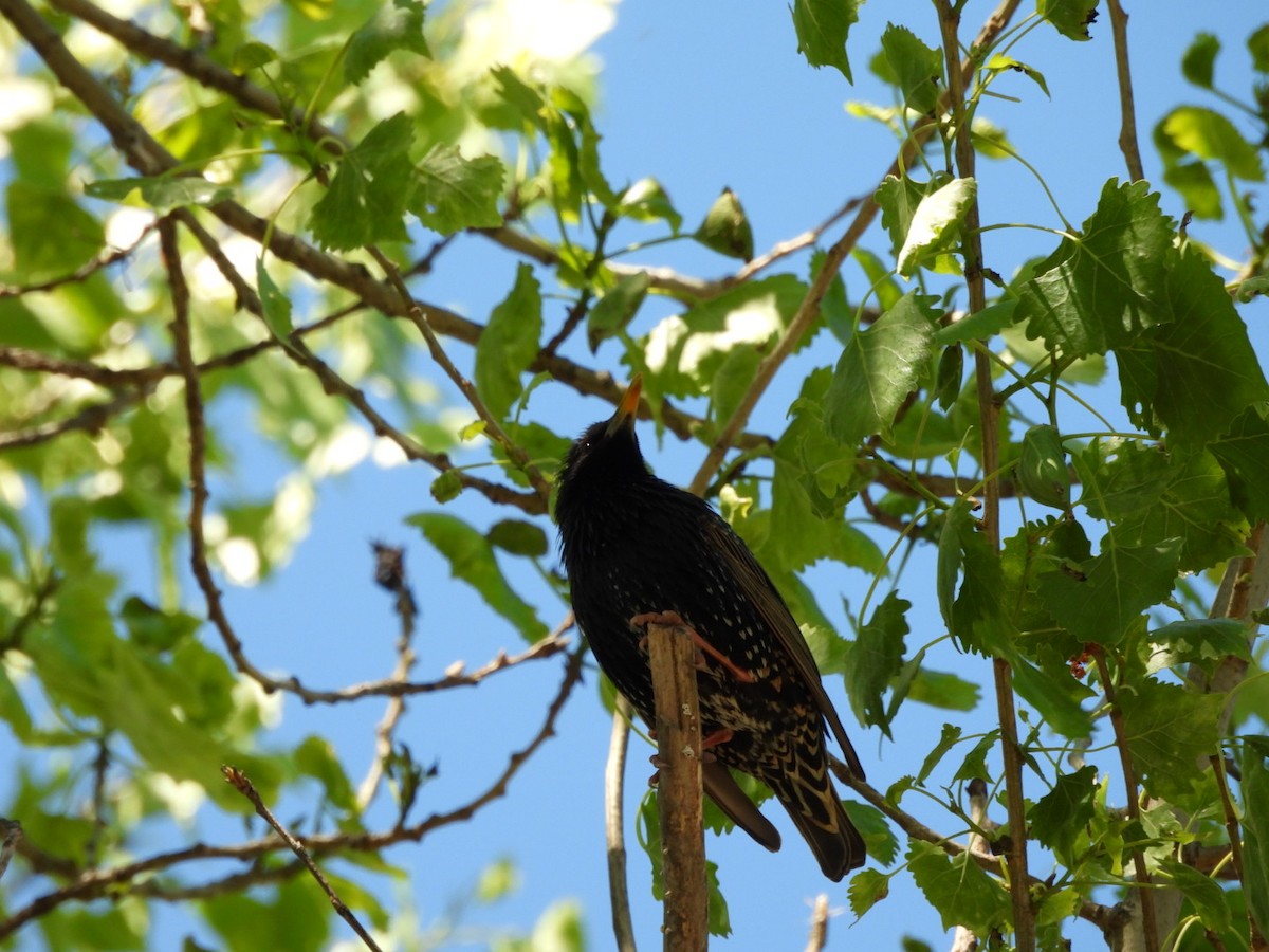 European Starling - ML617698890