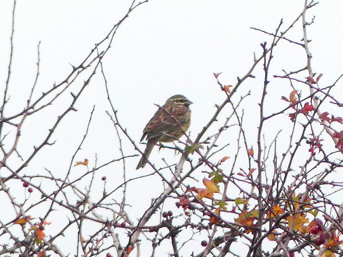 Cirl Bunting - ML617698917