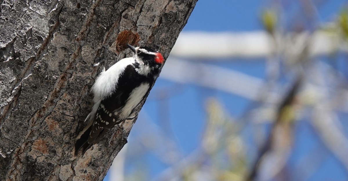 Downy Woodpecker - ML617698923