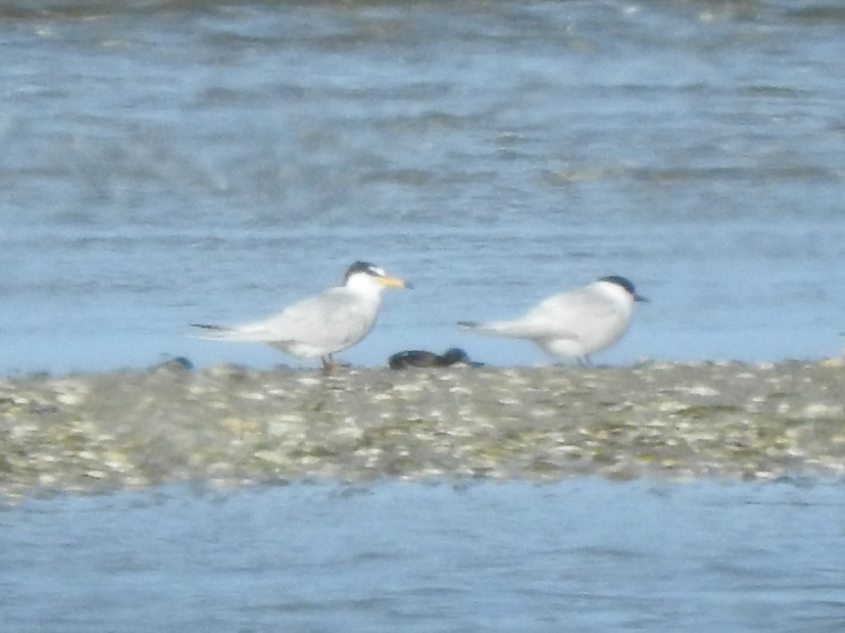 Little Tern - ML617698924