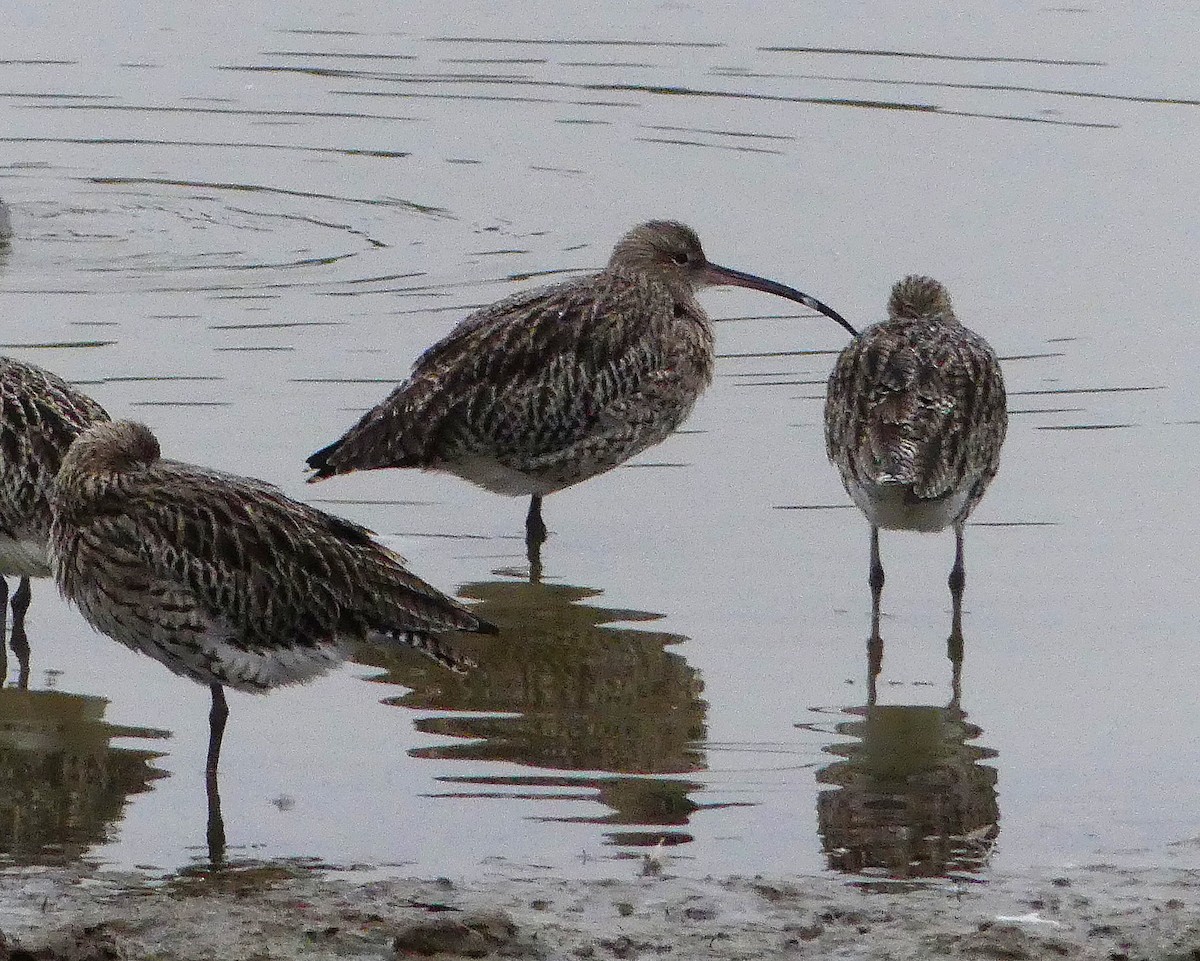 Eurasian Curlew - ML617698941