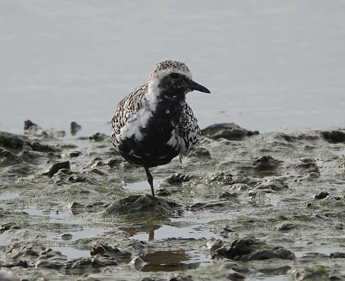 Black-bellied Plover - ML617699014