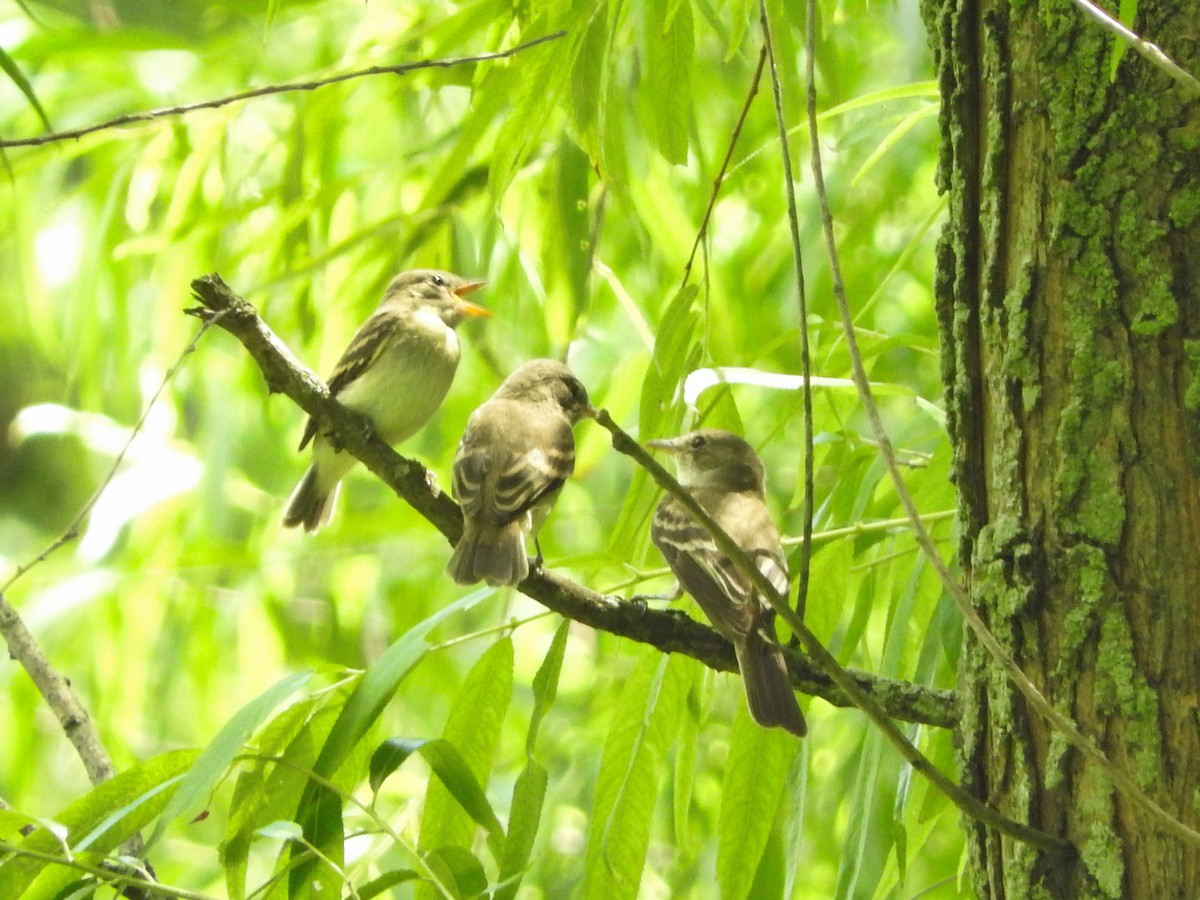 Willow Flycatcher - Todd A. Watkins