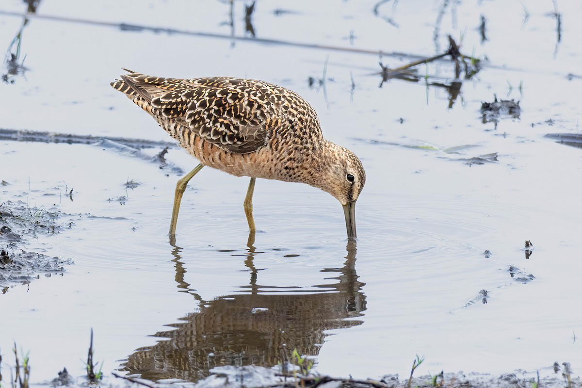 Short-billed Dowitcher - Pete Followill