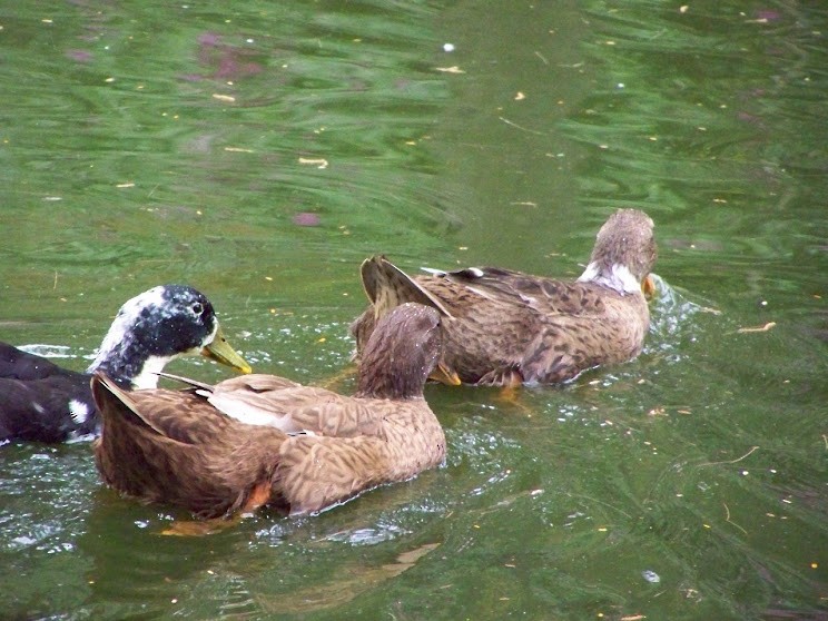 Mallard (Domestic type) - Juan Pedro Medina