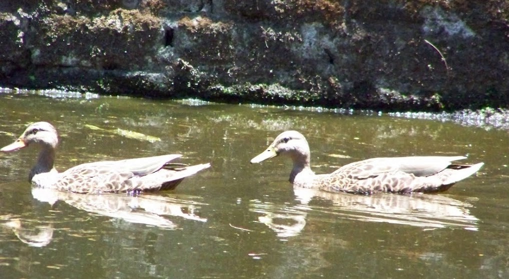 Mexican Duck - ML617699110