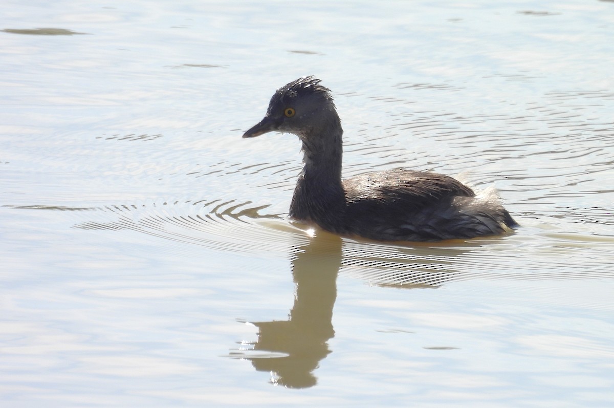 Least Grebe - Tonie Hansen