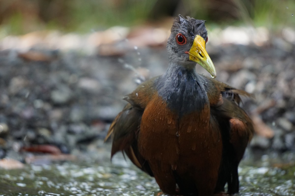 Gray-cowled Wood-Rail - ML617699184