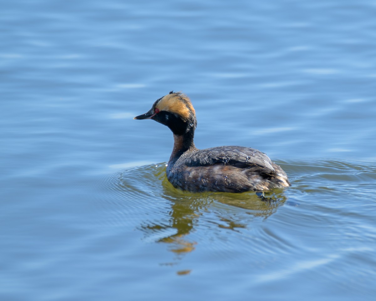 Horned Grebe - ML617699187